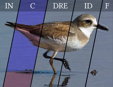 multitasking_perceptual_graphics_thumbnail.jpg